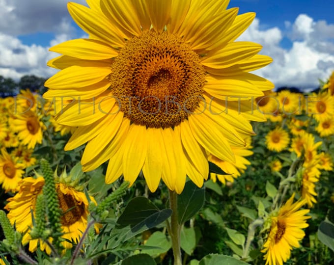 Sunflower Greeting Card, Sunflower Card, Sunflower Notecard, Sunflower Print, Sunflower, Sunflower Gift, Sunflower Art, Sunflower Art Print