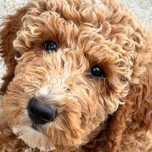 Labradoodle Notecards, Labradoodle Card, Labradoodle Greeting Card, Labradoodle Gift, Doodle Card, Doodle Mom, Dog Card, Dog Greeting Card