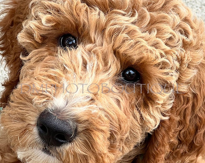 Labradoodle Notecards, Labradoodle Card, Labradoodle Greeting Card, Labradoodle Gift, Doodle Card, Doodle Mom, Dog Card, Dog Greeting Card