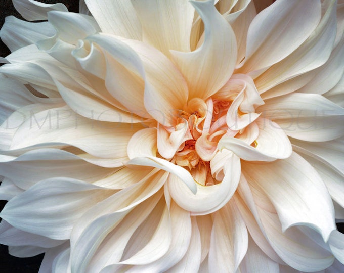 White Floral Print, Dahlia Print, White Floral Canvas, White Flower Canvas, Dahlia Canvas, Flower Art Print, Floral Notecard,Flower Notecard