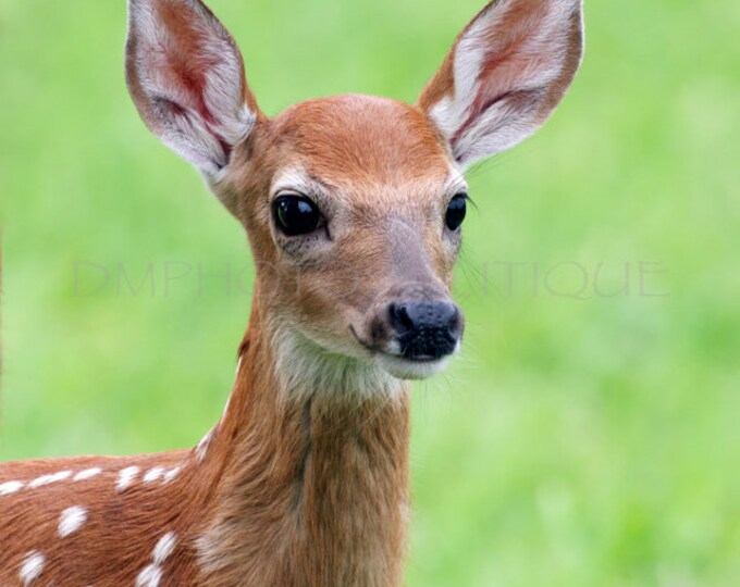 Deer Baby Notecards, Fawn Notecards, Deer Notecards, Nature Notecards, Deer Cards, Fawn Cards, Baby Animal Notecards, Deer Print, Deer Gift