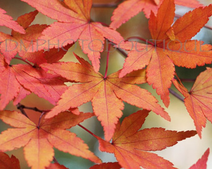 Fall Leaves Card, Fall Card, Fall Notecard, Fall Greeting Card, Fall Blank Card, Fall Leaves Notecard, Fall Leaves Blank Card, Autumn Card