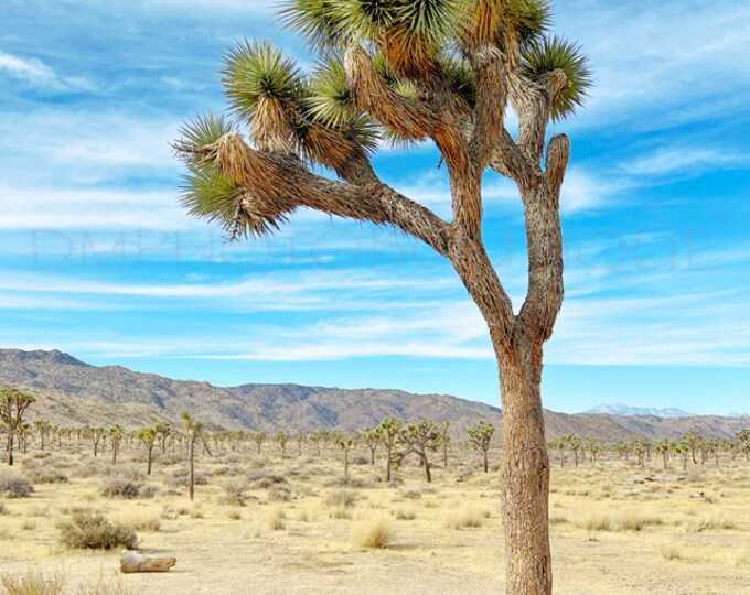 Joshua Tree Print, Joshua Tree Canvas, Joshua Tree, Joshua Tree National Park Print, California Print, Palm Springs Print, Tree Art, Desert