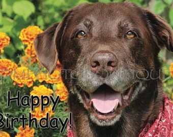 Chocolate Lab Birthday Card, Happy Dog