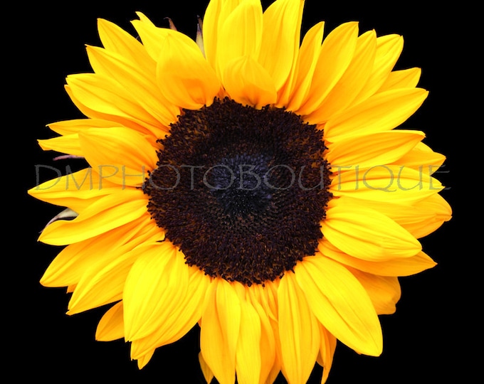 Sunflower Canvas, Sunflower Print, Sunflower, Sunflower Decor, Sunflower Wall Decor, Sunflower Wall Art, Sunflower Art, Sunflower Artwork