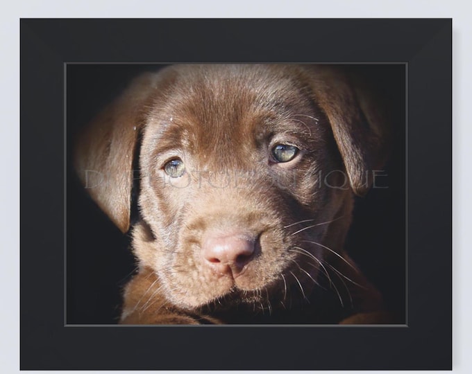Lab Puppy Notecards, Labrador Retriever Puppy Notecards, Lab Card, Labrador Retriever Print, Chocolate Lab, Brown Lab Puppy, Lab Photo