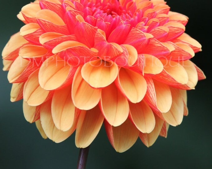 Dahlia Notecards, Dahlia Cards, Flower Notecards, Flower Cards, Nature Notecards, Nature Cards, Floral Print, Floral Canvas, Flower Print