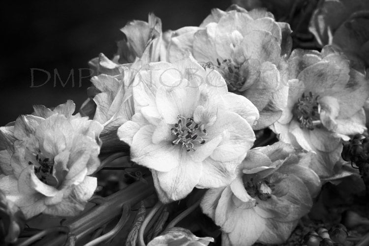 Black and White Floral Print, Flower Notecards, Flower Photo, Wall