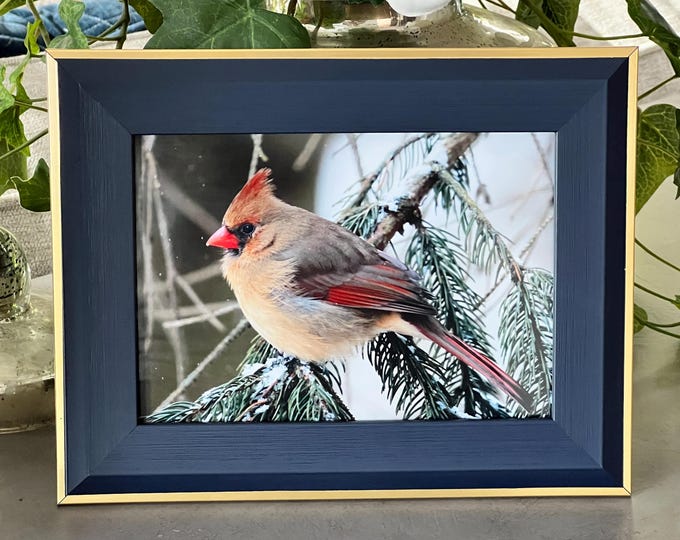 Framed Cardinal Print in 5 x 7 and 8 x 10, Cardinal Print, Female Cardinal Print, Nature Print, Cardinal Notecards, Bird Wall Art, Bird Art