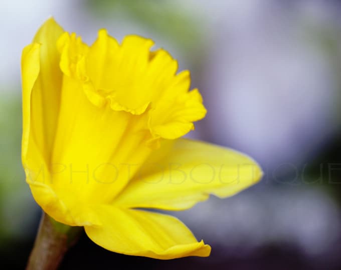 Daffodil Notecards , Spring Notecards, Daffodil, Flower Notecards, Flower Photography, Flower, Floral Notecards, Floral Stationary, Cards