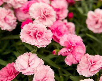 Michigan Dianthus - Dried Petals
