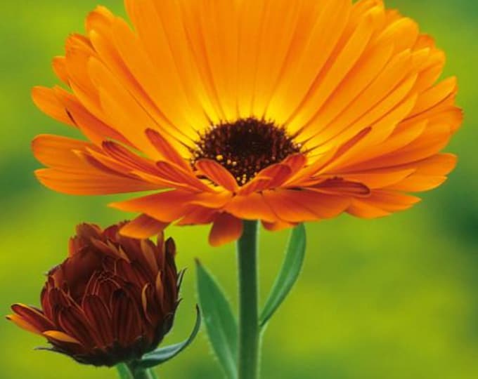 Featured listing image: Michigan Calendula - Dried Petals