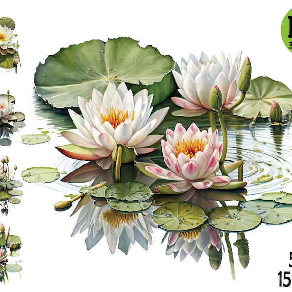 Seerose Clipart Illustration PNG