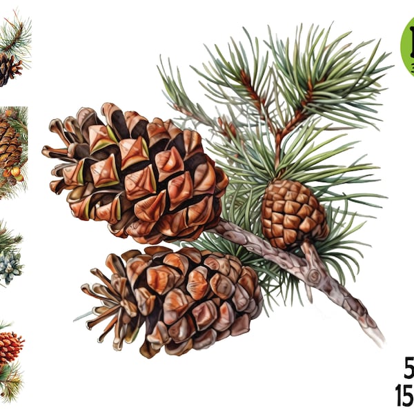 Watercolor Pine Cone Clipart Illustration PNG