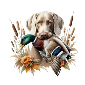 17 imágenes prediseñadas de perro Weimaraner con pato, arte otoñal de perro de caza, ilustración de ánade real y perro para decoración