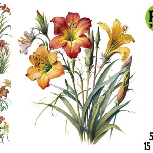 Daylily Clipart Watercolor  Illustration PNG