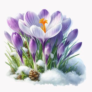 Flores de açafrão roxo PNG Clipart - 10 flores de primavera na neve, arte floral digital 10x10 para artesanato e design
