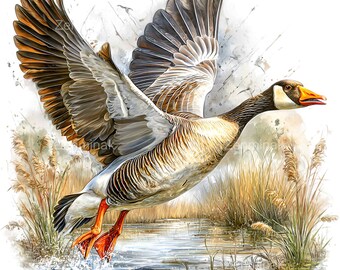 10 PNG Canada Goose Wildlife Bird Clipart, Waterfowl Lake Sublimation Design