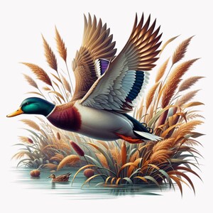 Anatra selvatica PNG, illustrazione della fauna selvatica di anatra volante, download di arte rustica di uccelli acquatici per gli amanti della natura