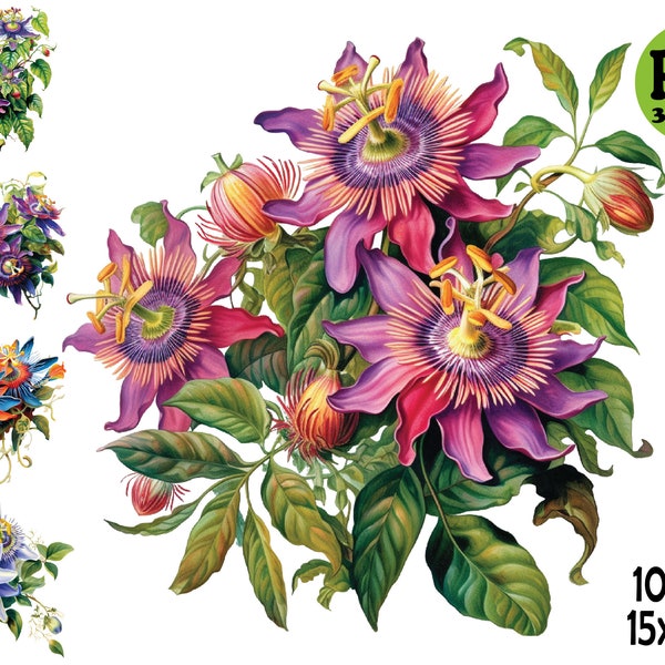 Passion Flower Clipart Aquarell Illustration PNG