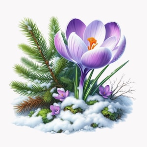 Peut inclure: Une fleur de crocus violette fleurit dans un paysage enneigé. Des branches de pin vertes et d'autres crocus entourent la fleur.