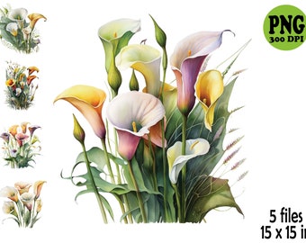 Calla Lily Clipart Watercolor  Illustration PNG