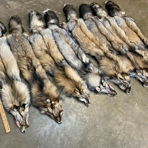 Tanned Smoky Ranch Fox Hides