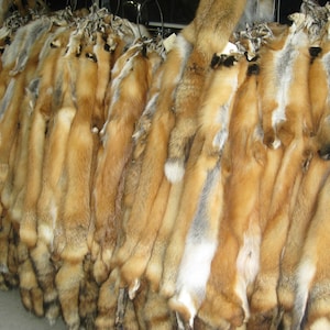 Tanned Red Fox Pelts / Hides