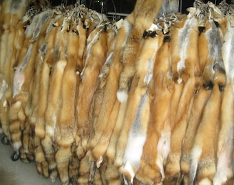 Tanned Red Fox Pelts / Hides