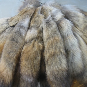 Tanned Coyote Tail