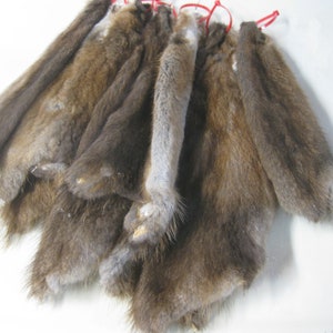 Tanned Muskrat Hides