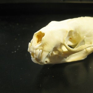 Mink Skull, Animal Skull, Bones