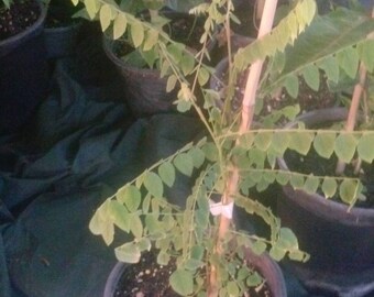 Star Fruit Tree Etsy