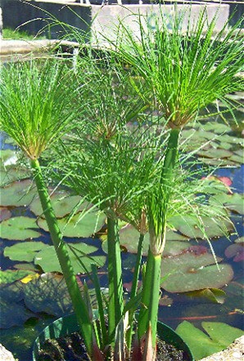 cyperus papyrus