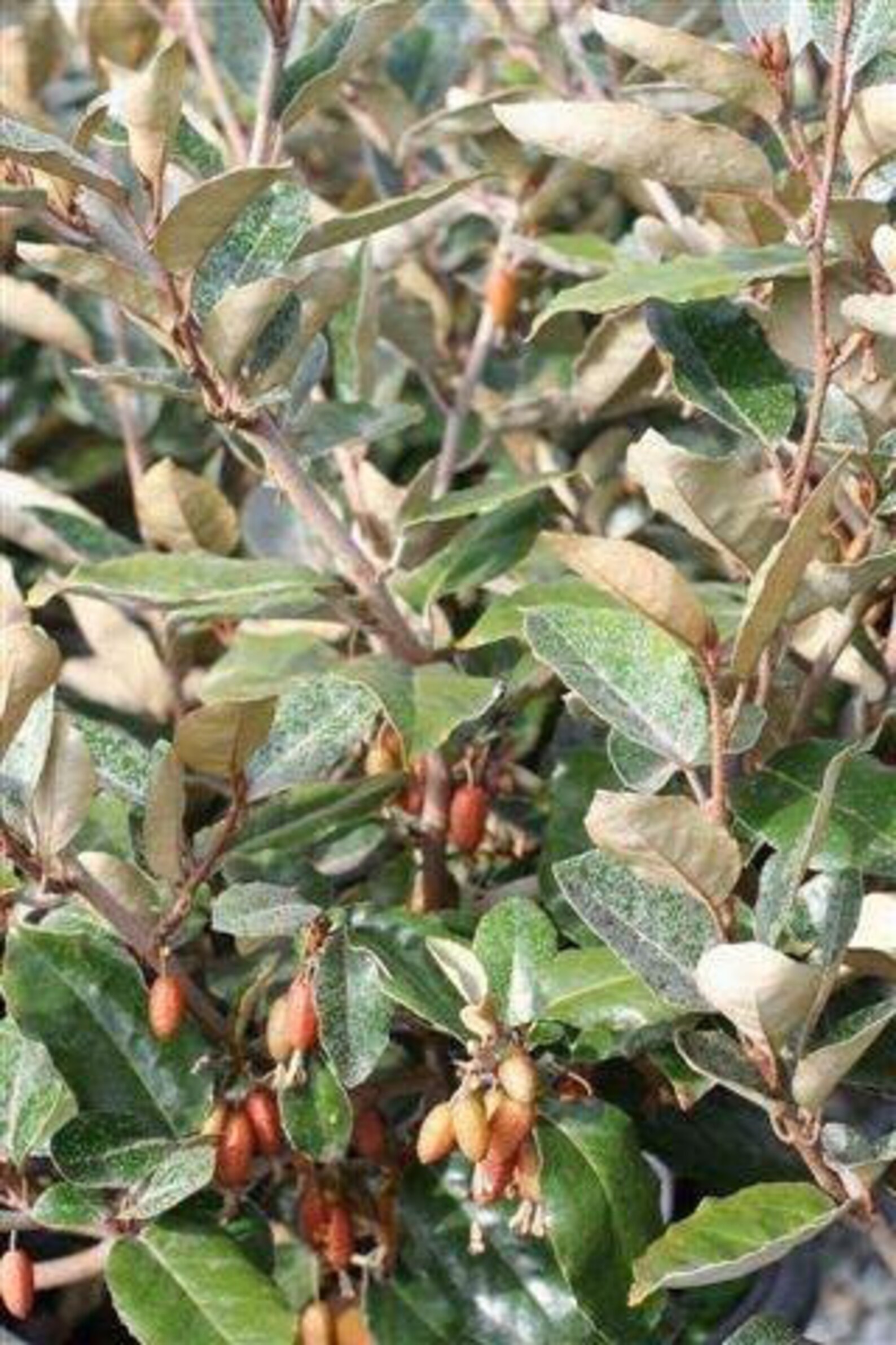 Fruitland Silverberry Elaeagnus pungens Etsy