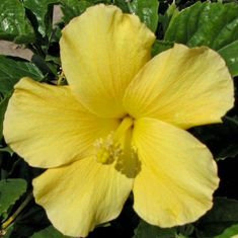 Yellow hibiscus 1 Plant 1 Feet Tall Ship in 6 Pot Etsy