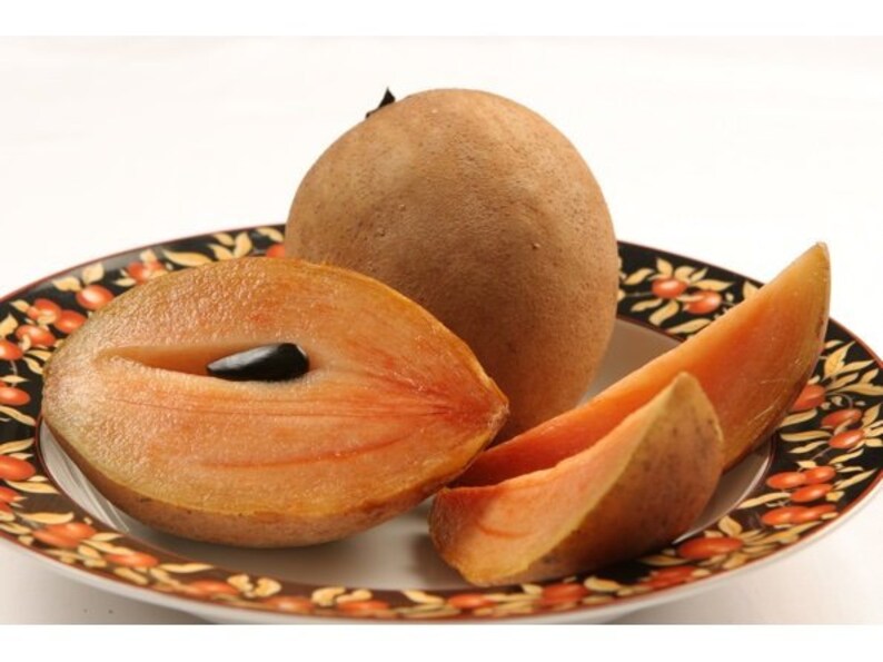 Sapodilla Hasya 1 Plants 3 to 4 Feet Tall Ship in 3 Gal | Etsy