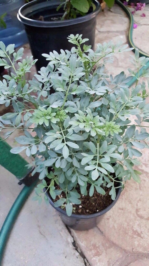 Ruda Plant Common Rue Herb of Grace 1 to 2 Feet Tall Ship
