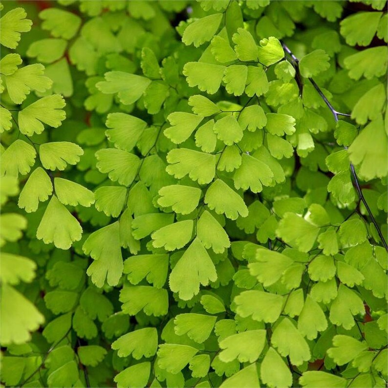 Southern maidenhair Fern 1 Plants 1 Feet Long Ship in Etsy