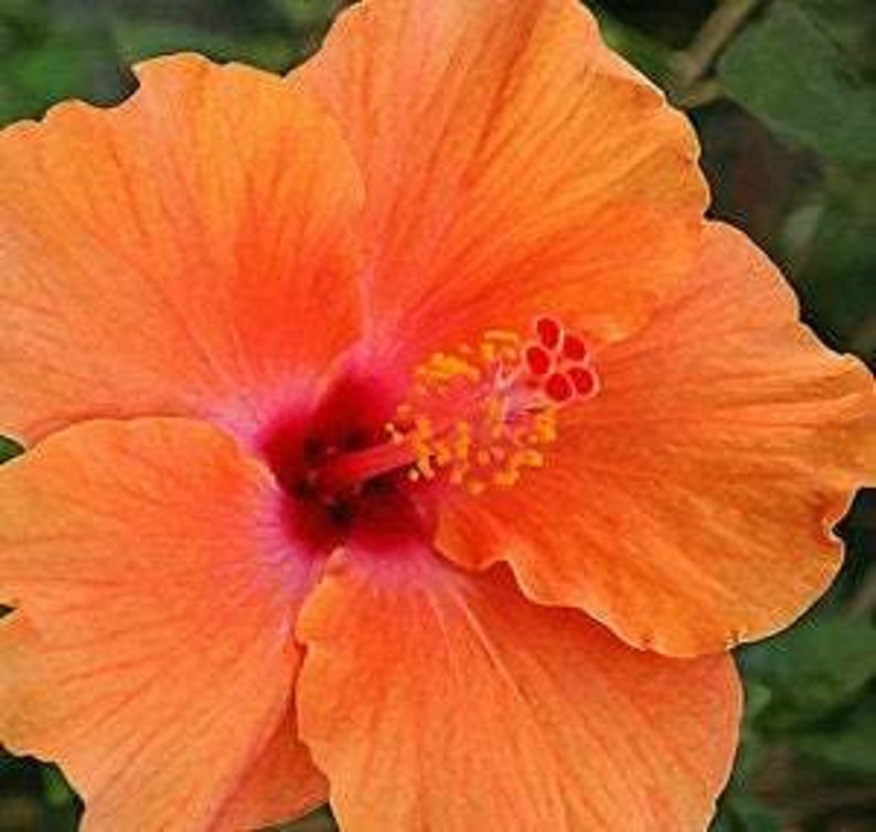 Dwarf Orange Hibiscus Plant 1 Starter Plant 6 to 1 Etsy
