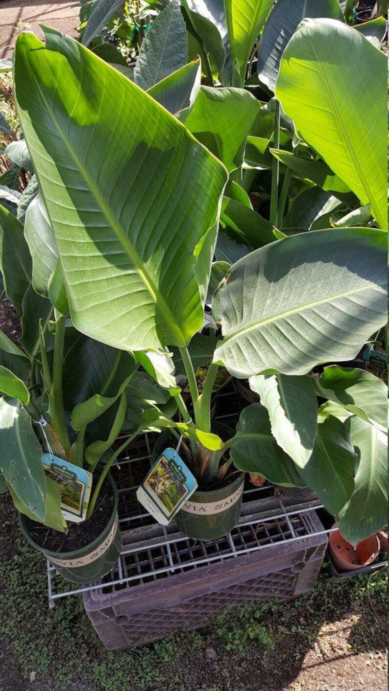 Giant White Bird Of Paradise 1 Plants 2 Feet Tall Ship Etsy