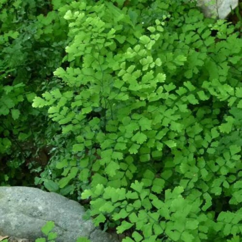 Southern maidenhair Fern 1 Plants 1 Feet Long Ship in Etsy