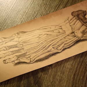 May include: A detailed pencil drawing of a human foot, showing the bones and tendons. The drawing is on a light brown paper with a vintage look.