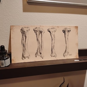 May include: Anatomy art print featuring four detailed illustrations of bones. The artwork is in black and white, with a vintage aesthetic. A small bottle of ink sits on a shelf in the foreground.