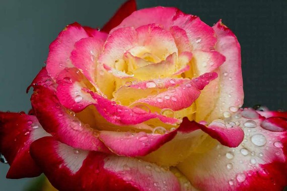 Raindrops And Rose Flower Digital Photo Download Yellow Red Etsy