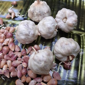 100% Organic Perennial Garlic 100 bulbils Italian Silverskin softneck garlic Organic Herbs Holiday Gift