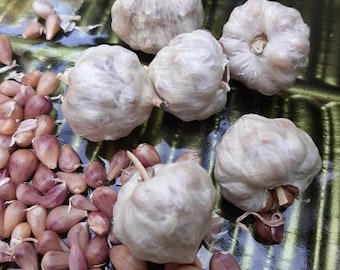 Ajo perenne 100% orgánico, 100 bulbillos, ajo italiano de piel plateada, ajo de cuello blando, hierbas orgánicas, regalo navideño.