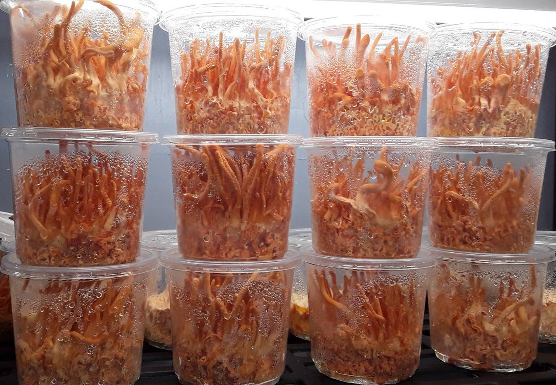 5 Pack of Cordyceps Militaris Liquid Cultures - Etsy