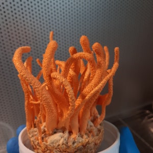 May include: A close-up of a bright orange mushroom-like fungus growing in a white container. The fungus has a unique, branching structure and is being held by a gloved hand.