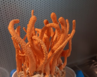 Cordyceps militaris 3 pack of 10ml liquid culture syringes